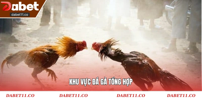Khu vực đá gà tổng hợp